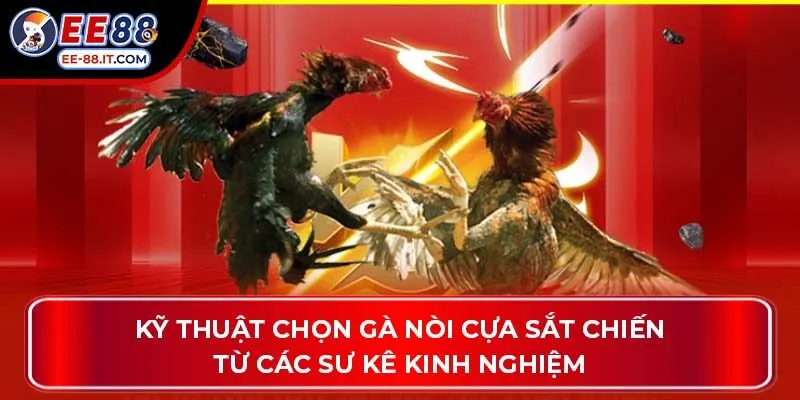 Kỹ thuật chọn gà nòi cựa sắt chiến từ các sư kê kinh nghiệm